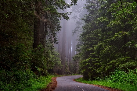 Tree nature forest waterfall Photo