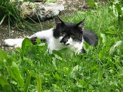 Photo Herbe blanc pelouse fleur