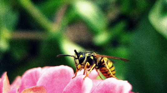 Nature plant photography flower Photo