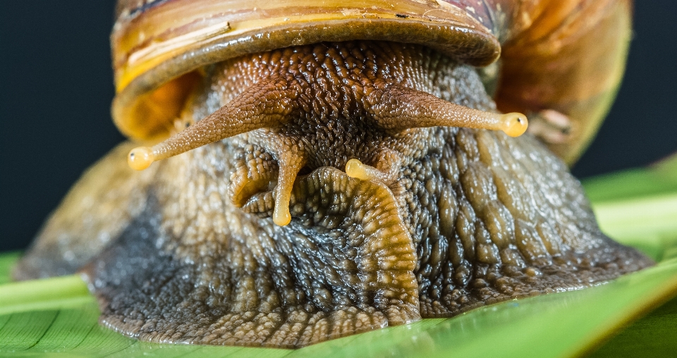 La photographie faune insecte fauna