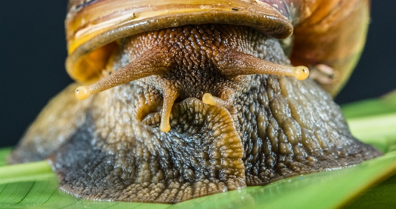 Foto Fotografia animais selvagens inseto fauna