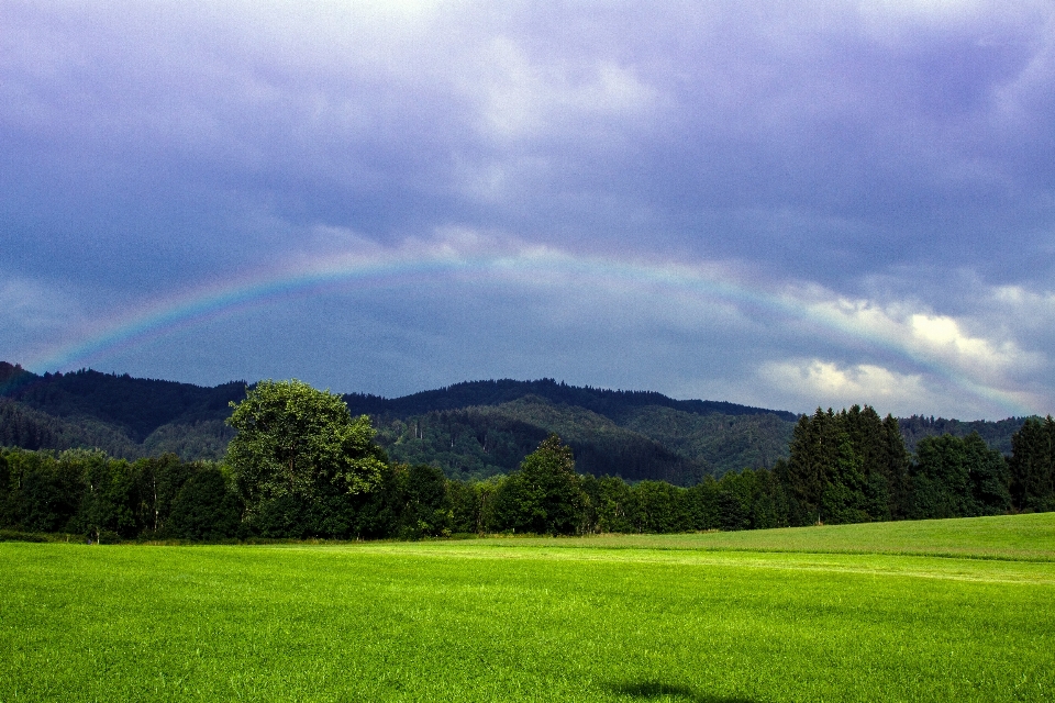 Paisaje árbol naturaleza césped