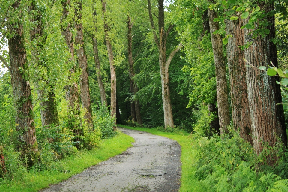 Lanskap pohon alam hutan