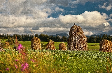 Landscape tree nature grass Photo