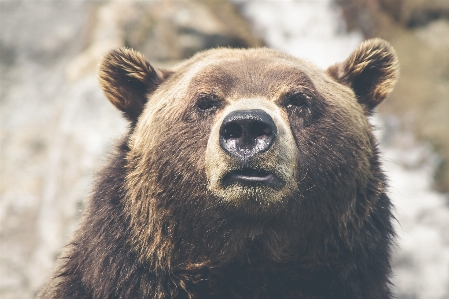 Nature animal looking bear Photo