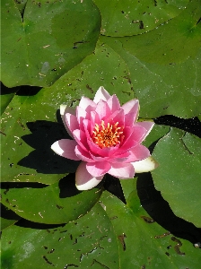 水 自然 花 植物 写真