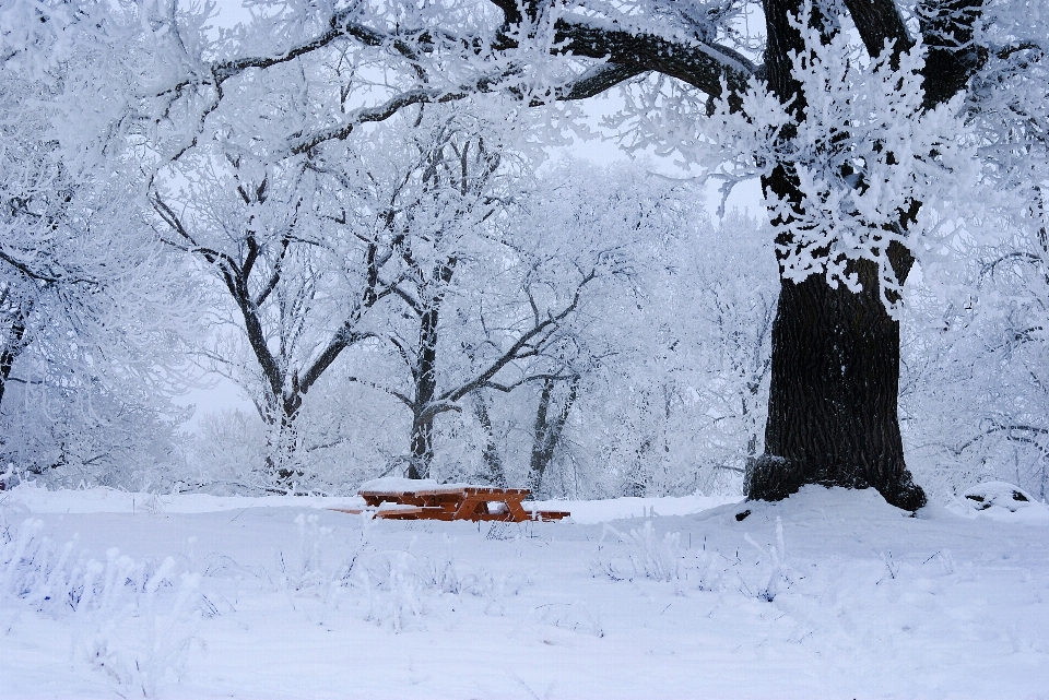 Arbre nature bifurquer neige