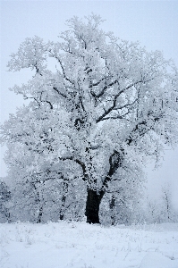 Tree branch snow cold Photo