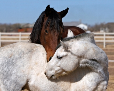 Farm animal country pasture Photo