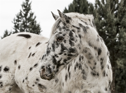 Foto Azienda agricola animale modello ranch
