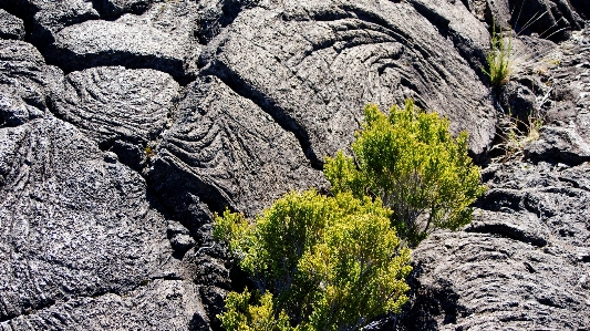 Tree nature rock wilderness Photo