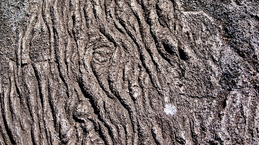 Tree nature rock branch Photo