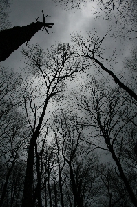 Foto Pohon alam hutan cabang