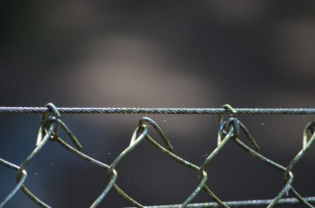 Branch fence barbed wire Photo