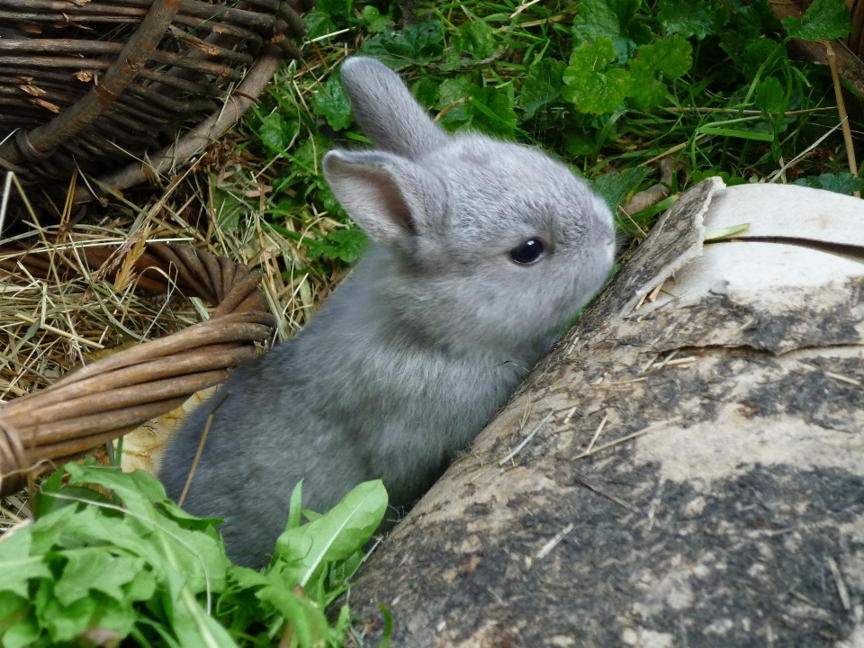 Prairie
 animal mignon faune