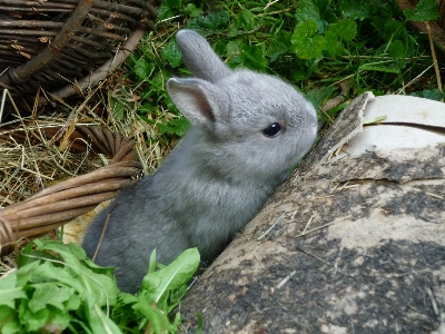 Meadow animal cute wildlife Photo