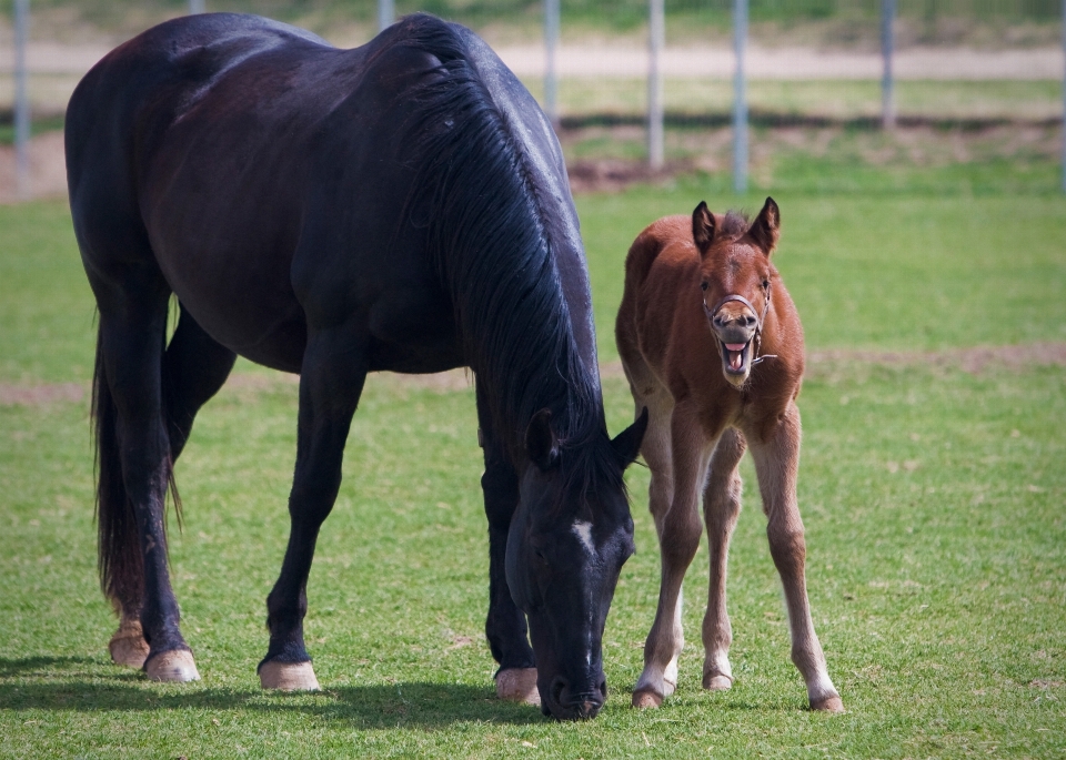 Nature farm meadow animal