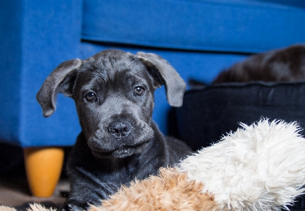 子犬 犬 動物 かわいい 写真