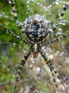 自然 写真撮影 花 野生動物 写真