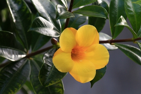 Tree nature blossom plant Photo