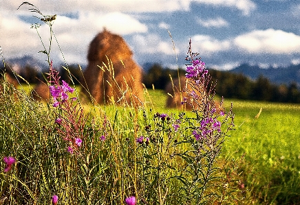 Nature grass plant sky Photo