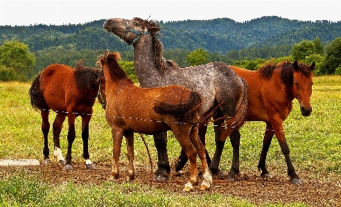 Grass meadow prairie animal Photo