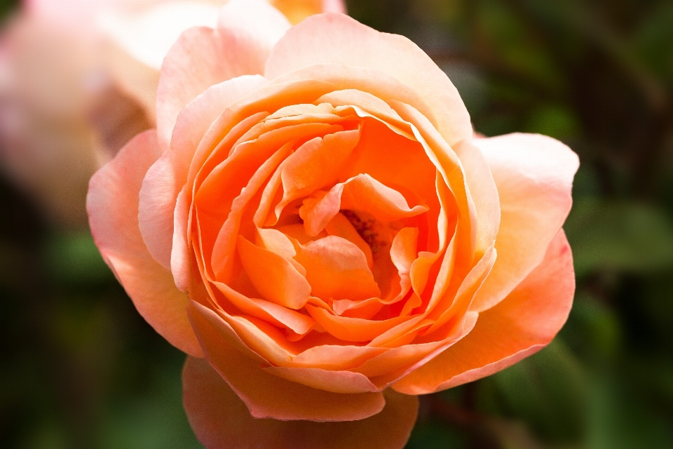 Natur anlage blume blütenblatt