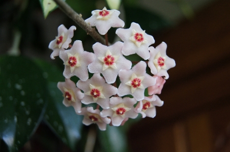 开花 植物 花 花瓣 照片