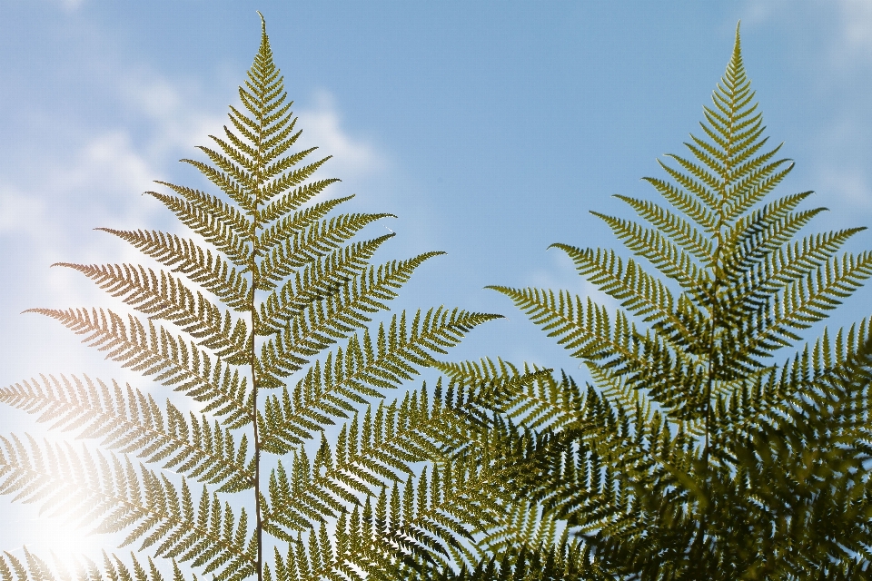 árbol naturaleza rama planta