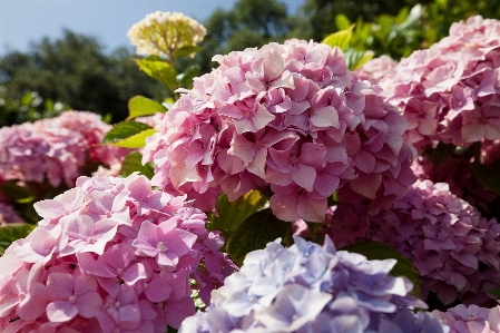 Plant flower purple petal Photo