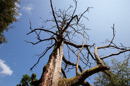 Tree nature branch plant Photo