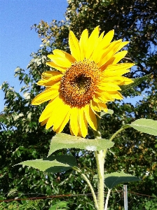 Nature blossom plant sky Photo