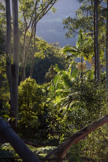 Pohon alam hutan gurun
