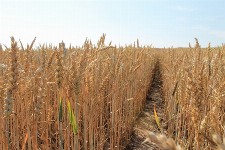 Landscape plant hay field Photo