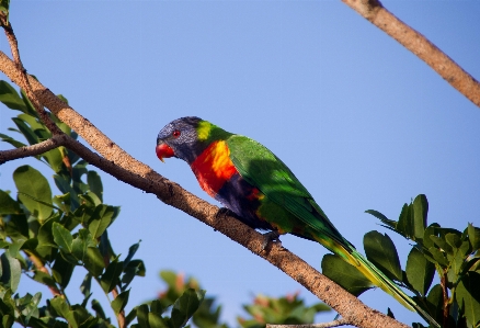 Tree branch bird wild Photo