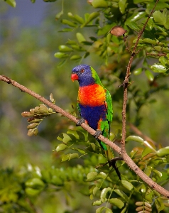 木 ブランチ 鳥 野生動物 写真