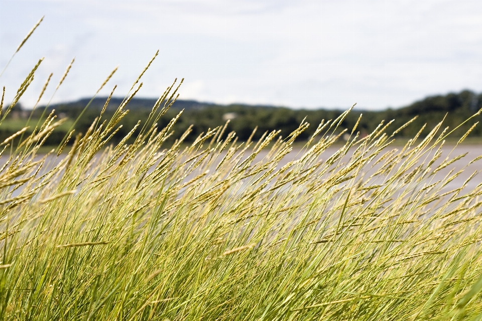 Landscape nature grass sand