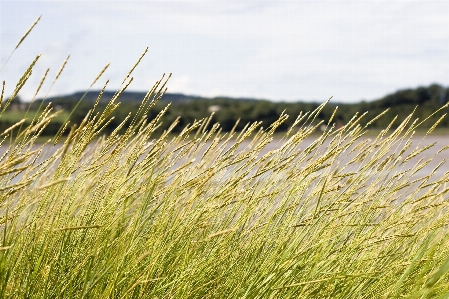 Landscape nature grass sand Photo