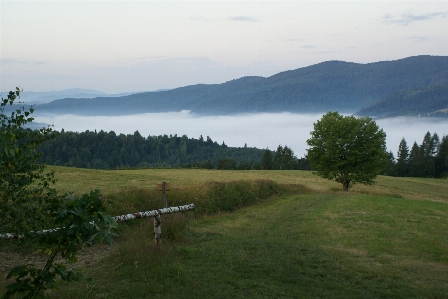 Landscape tree nature forest Photo