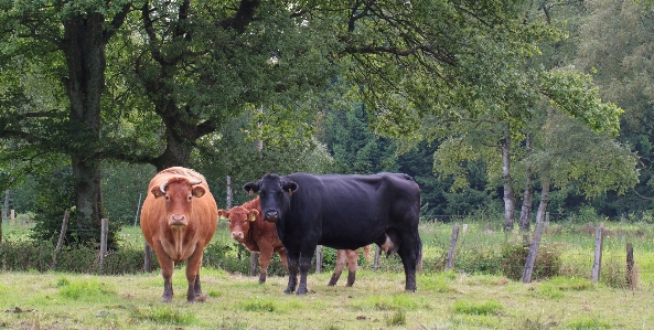 Nature grass field farm Photo