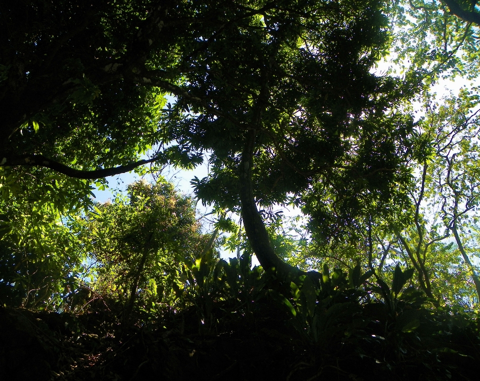 Lanskap pohon alam hutan