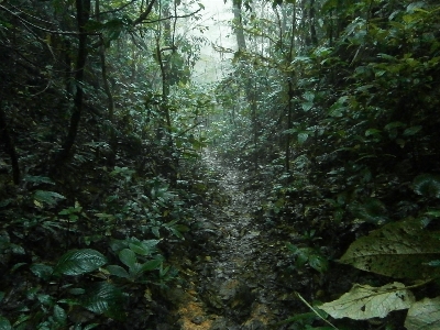 Foto Bosque desierto
 senderismo
 camino