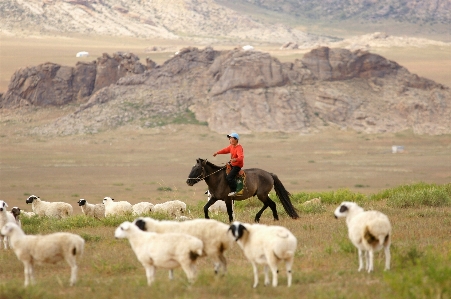 Foto Paesaggio ragazzo cavaliere gregge