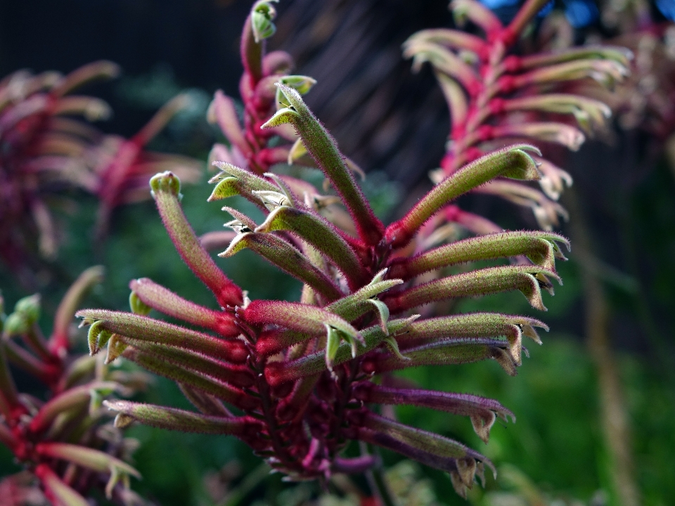 Blossom plant stem leaf