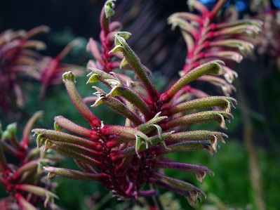 Blossom plant stem leaf Photo