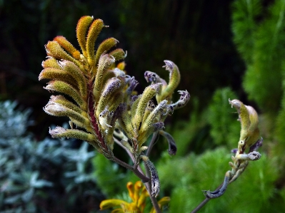 Foto Alam tanaman daun bunga