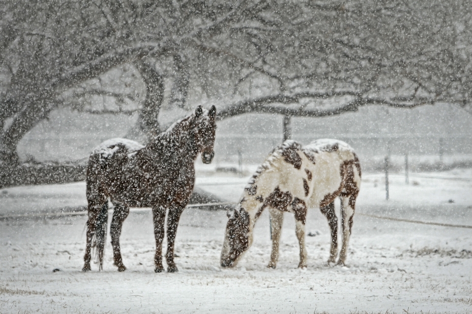 Nature neige hiver animal