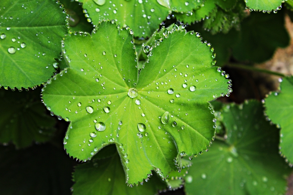 Tree dew plant sunlight