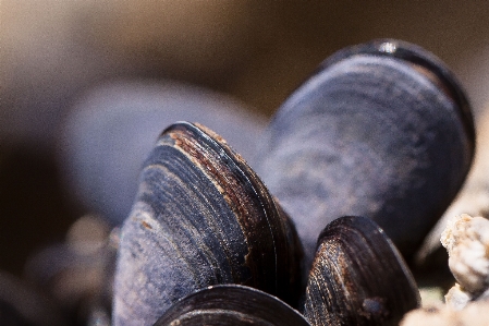 Fotografie essen makro meeresfrüchte Foto