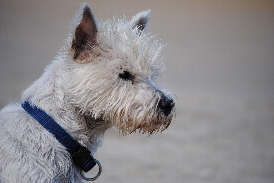 Cachorro mamífero focinho
 vertebrado
